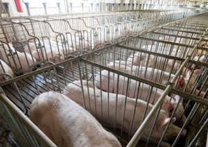 Publicación oficial en el Diario Oficial de la Federación que detalla el inicio del proceso legal contra las importaciones de cerdo.