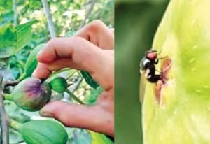 Los investigadores del Inecol analizan el impacto de la mosca Silba Adipata en el higo.