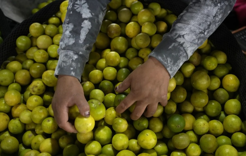 Cajas de limón cosechado por productores de la comunidad de Morocoy.