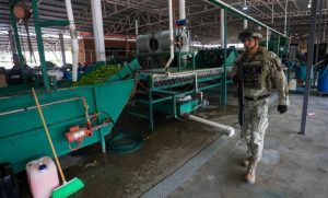Elementos del Ejército y la GN custodian las huertas de limón en Tierra Caliente, Michoacán.