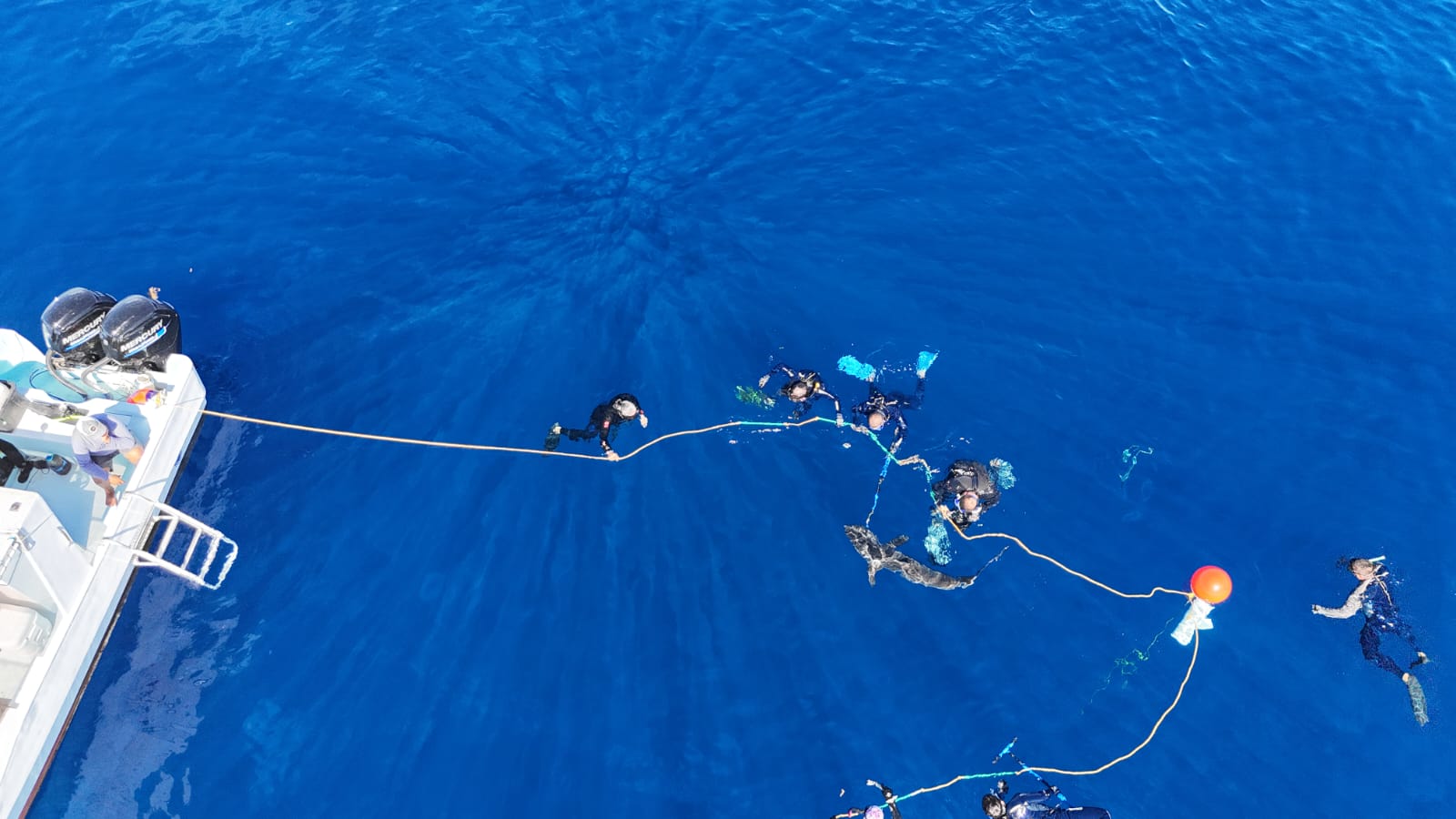 Un ejemplar de tiburón toro nada cerca de la costa de Cancún, señal de la recuperación de la población en el Caribe Mexicano.