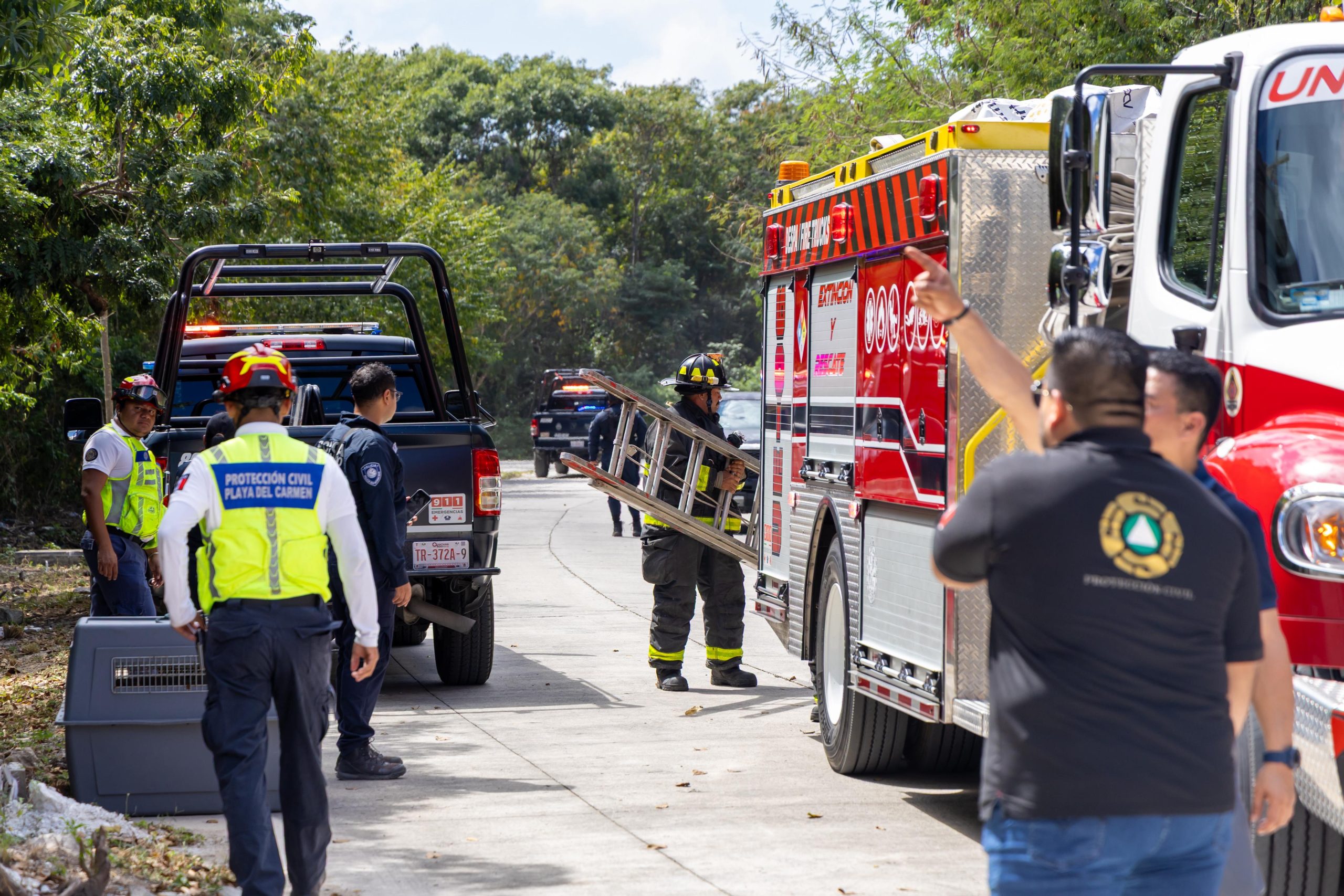 Elementos de Seguridad Ciudadana y Protección Civil rescatan a los cachorros víctimas de maltrato animal en Playa del Carmen.