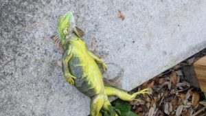 Miles de ejemplares de la iguana verde quedan inmóviles en las calles de Florida debido al descenso de temperatura.