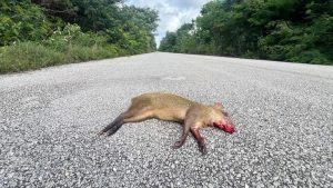Pescadores locales observan con preocupación el hallazgo de especies marinas sin vida en las orillas de la costa.