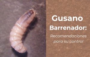 El personal de Senasica realiza inspecciones rigurosas en el ganado para detectar heridas infectadas por la larva del gusano barrenador.
