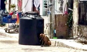 La alcaldesa Estefanía Mercado firmó la iniciativa que busca establecer castigos severos contra el maltrato animal en Playa del Carmen.