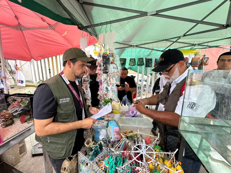 Elementos de Ecología resguardan a un cocodrilo Moreletii detectado durante el operativo en el tianguis de la Región 101.