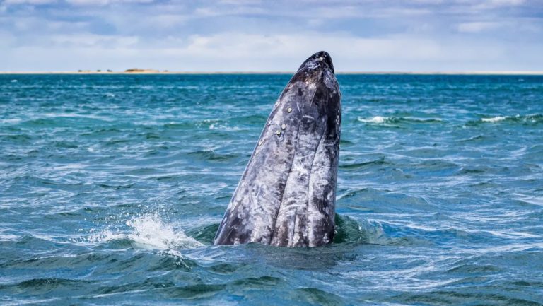Las ballenas jorobadas y azules utilizan el mar de Cortés como un santuario vital para su reproducción y alimentación anual.