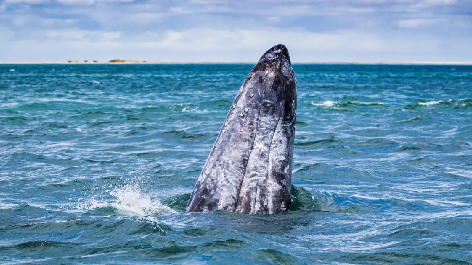 Las ballenas jorobadas y azules utilizan el mar de Cortés como un santuario vital para su reproducción y alimentación anual.