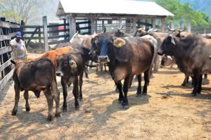 Los productores locales enfrentan pérdidas millonarias debido a la imposibilidad de enviar sus becerros al mercado de los Estados Unidos.