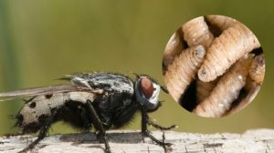 Personal del Instituto de Bienestar Animal realiza inspecciones en mascotas para detectar posibles heridas con larvas de mosca.