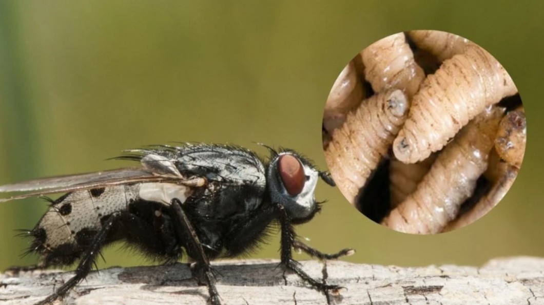 Personal del Instituto de Bienestar Animal realiza inspecciones en mascotas para detectar posibles heridas con larvas de mosca.