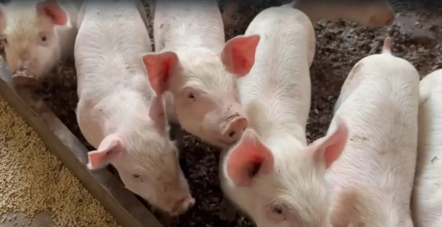 Técnicos municipales realizan la toma de muestras para confirmar la presencia del gusano barrenador en Playa del Carmen en granjas porcinas.