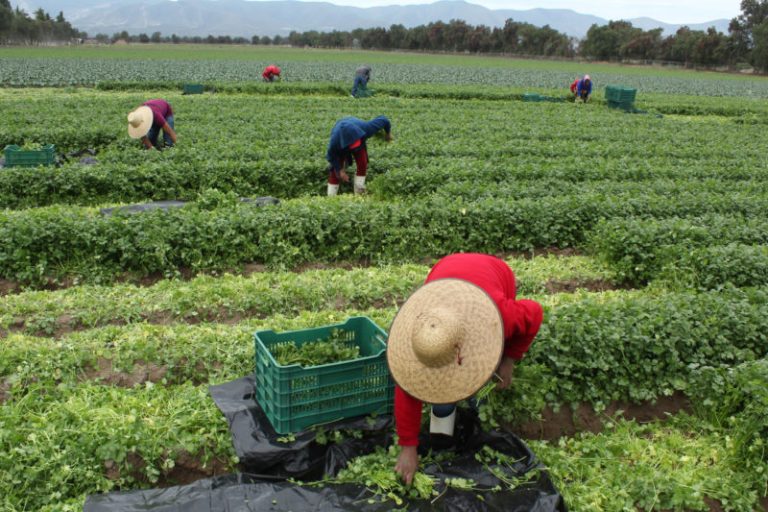 Agricultores mexicanos muestran su preocupación por el costo elevado de los bultos de urea para sus cultivos.