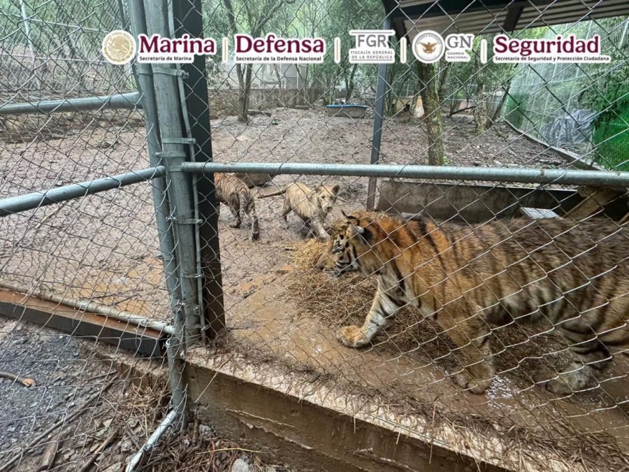 Elementos de la Secretaría de Marina resguardan el perímetro durante los cateos realizados en el municipio de San Pedro Garza García.