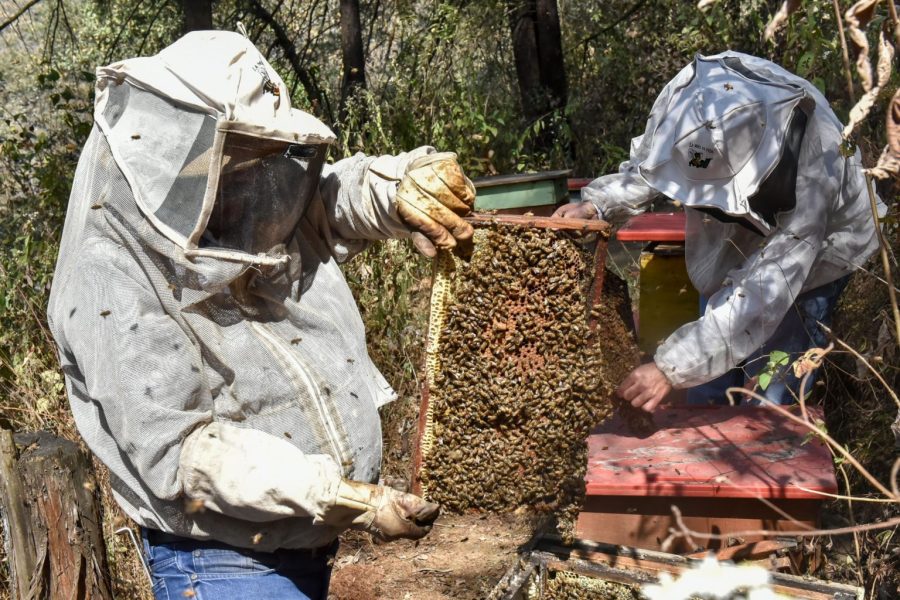 La abeja melipona es una especie nativa sin aguijón fundamental para el equilibrio de la selva maya.