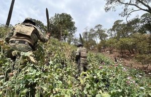 Elementos de la Secretaría de Marina inspeccionan los campos de cultivo vinculados al Cártel Jalisco Nueva Generación en el poblado de San Rafael.