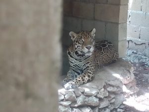 Las autoridades federales y estatales aseguraron a los ejemplares de fauna silvestre dentro del predio denominado Balam Há.