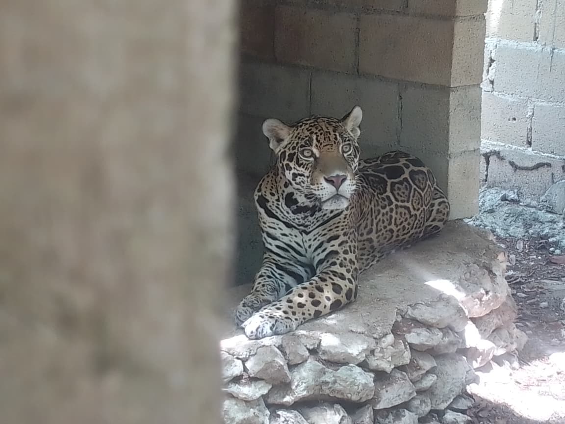 Las autoridades federales y estatales aseguraron a los ejemplares de fauna silvestre dentro del predio denominado Balam Há.