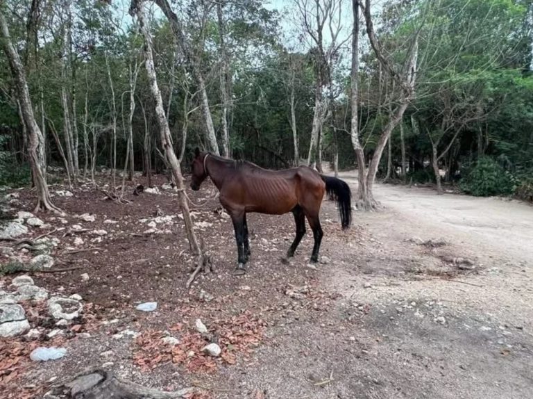 Las autoridades ambientales colocaron sellos de clausura en el parque Adrenaline Tours tras la inspección.