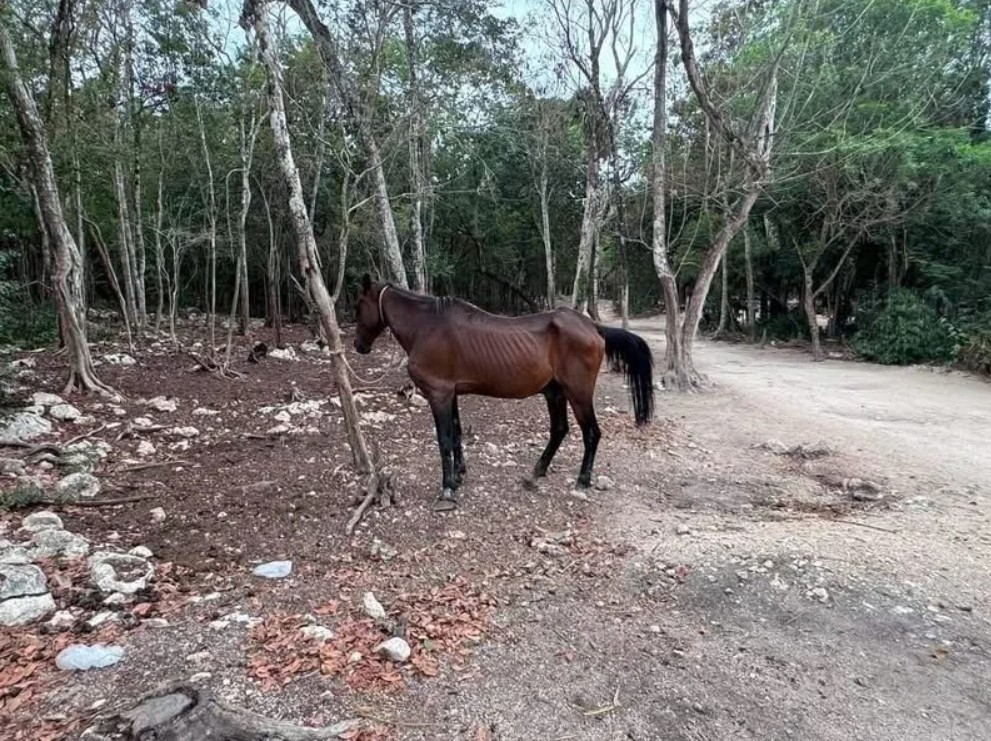 Las autoridades ambientales colocaron sellos de clausura en el parque Adrenaline Tours tras la inspección.