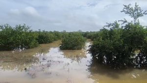 Las 120 hectáreas de cultivos mecanizados quedaron cubiertas por el agua tras las intensas lluvias de los últimos días.