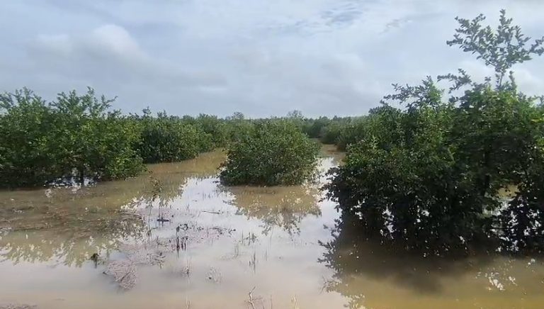Las 120 hectáreas de cultivos mecanizados quedaron cubiertas por el agua tras las intensas lluvias de los últimos días.