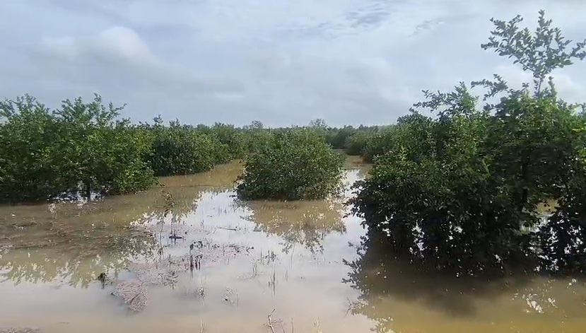 Las 120 hectáreas de cultivos mecanizados quedaron cubiertas por el agua tras las intensas lluvias de los últimos días.
