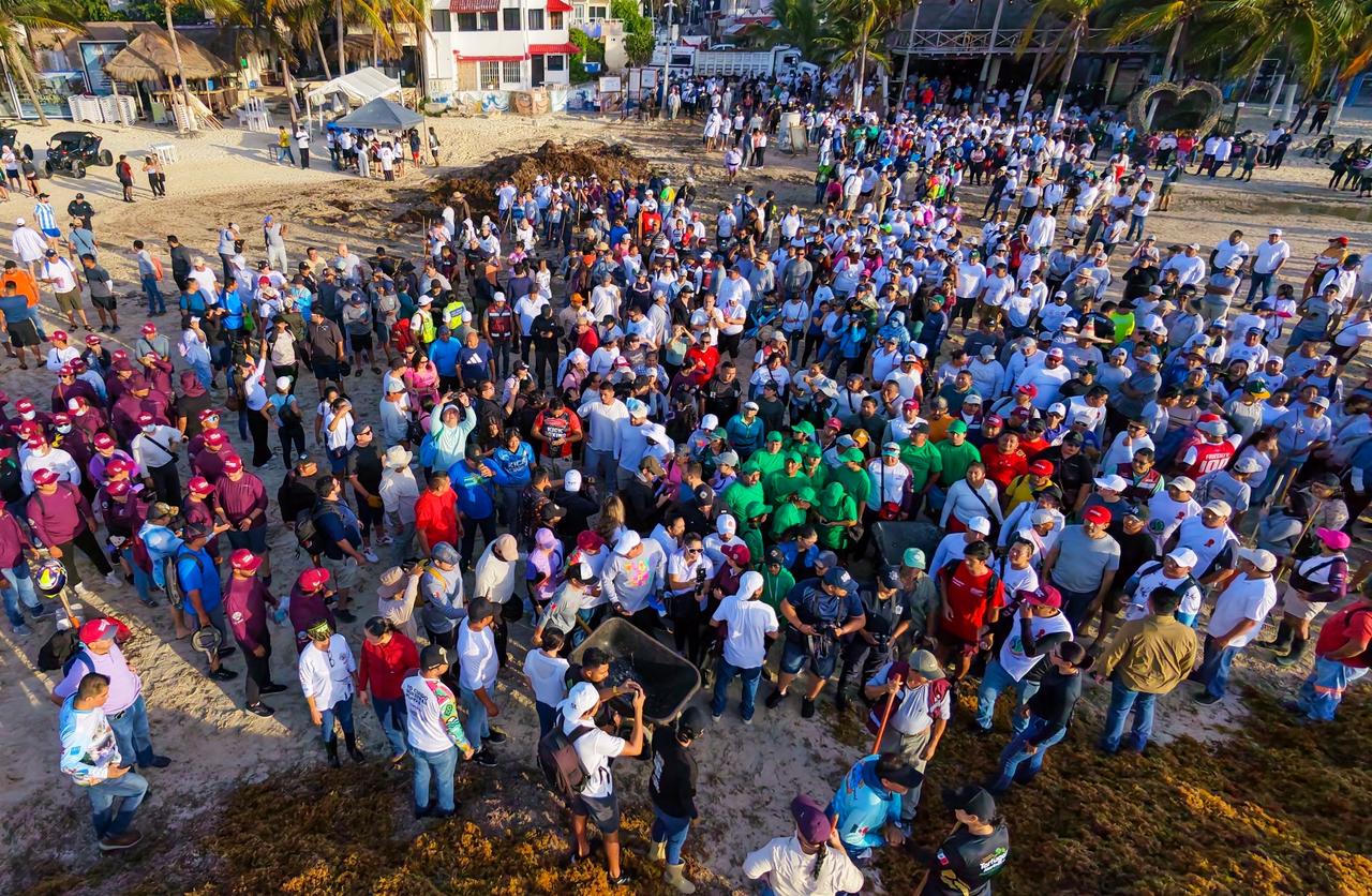 Cientos de voluntarios y trabajadores municipales recolectando el alga marina en las inmediaciones del Parque Fundadores de Playa del Carmen.