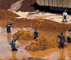Estrategia contra el sargazo en el Caribe Mexicano será presentada por el Gobierno Federal en agosto
