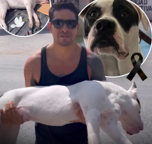 Manuel Waves exige justicia tras el lamentable fallecimiento de su mascota en una unidad deportiva.