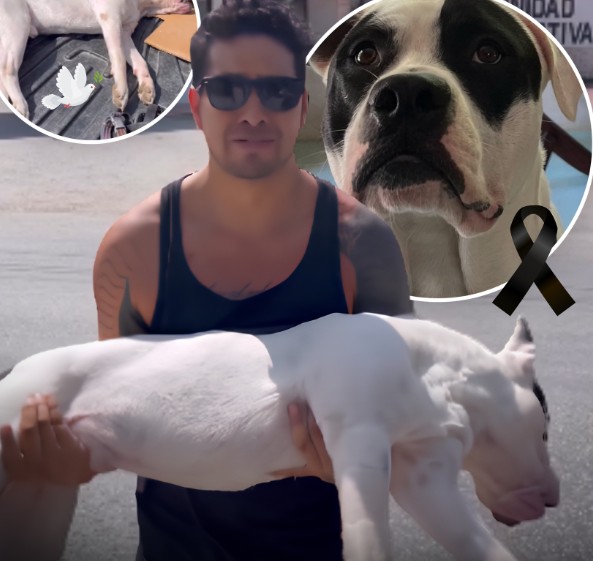 Manuel Waves exige justicia tras el lamentable fallecimiento de su mascota en una unidad deportiva.