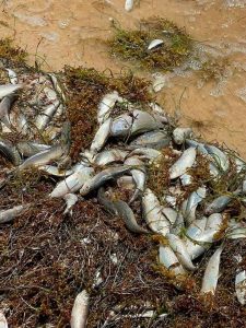 Personal especializado de la Conanp delimitó la zona costera de Punta Caracol tras registrar la pérdida de especies juveniles.