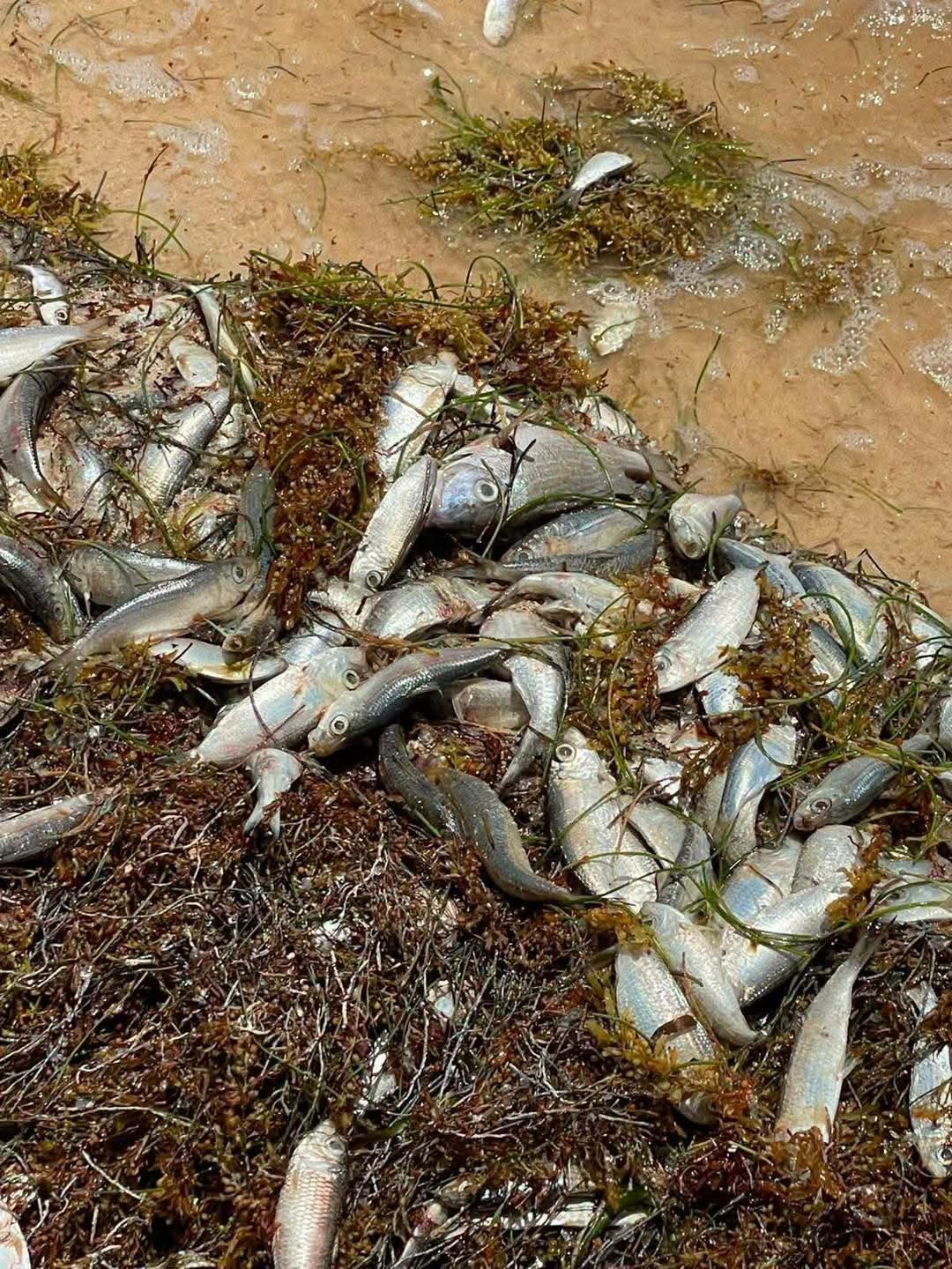 Personal especializado de la Conanp delimitó la zona costera de Punta Caracol tras registrar la pérdida de especies juveniles.