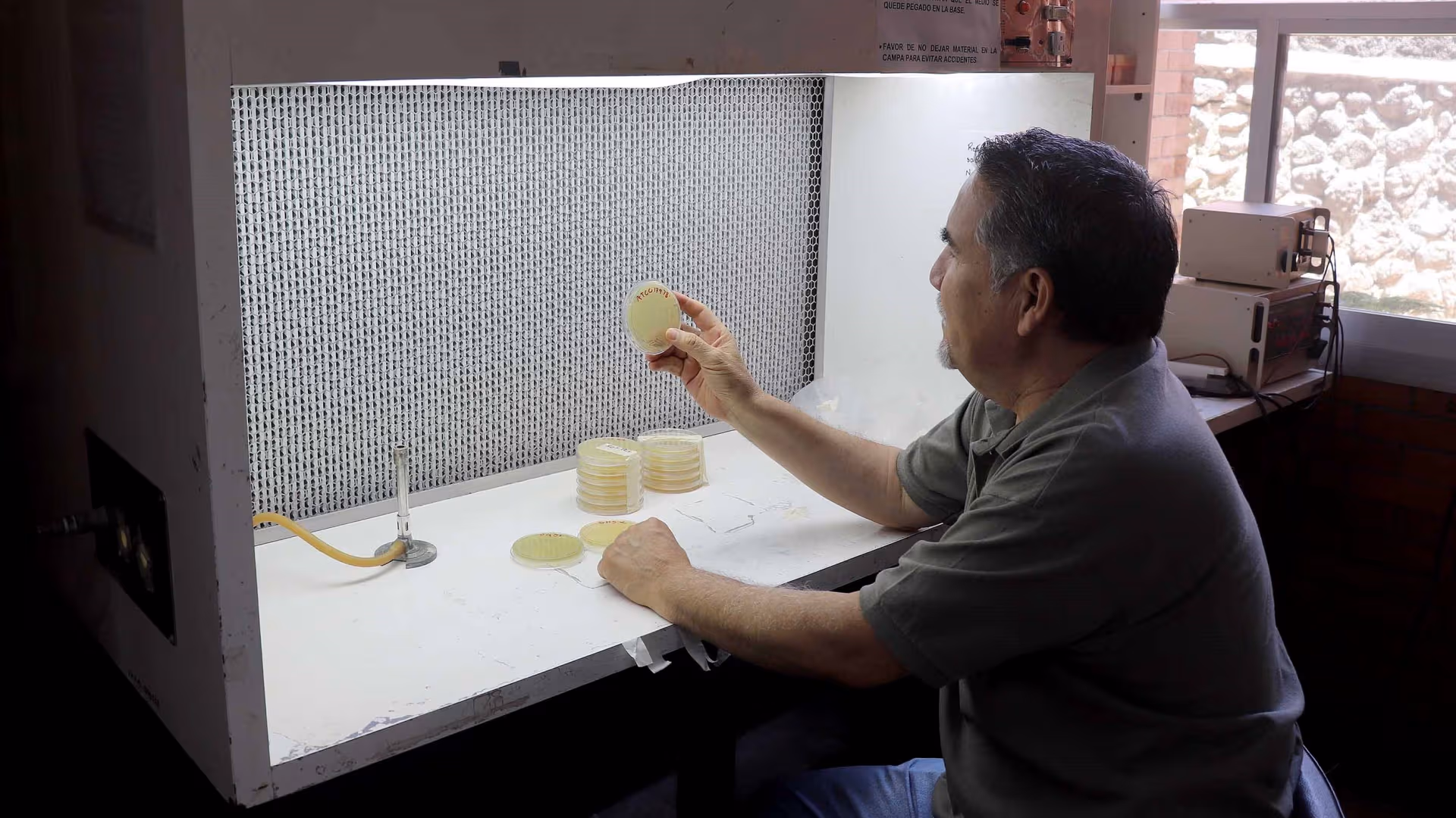 Muestra microscópica de la bacteria Acinetobacter baumannii, patógeno con alta resistencia a los antibióticos y potencial de transmisión zoonótica.