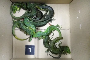 Arrestan a ciudadano mexicano en Tokio por tráfico ilícito de reptiles
