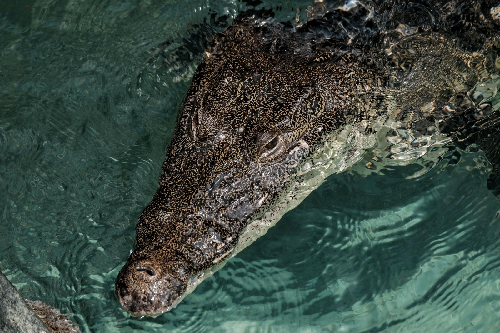 Avistamiento de cocodrilo gigante junto a un muelle en Cancún