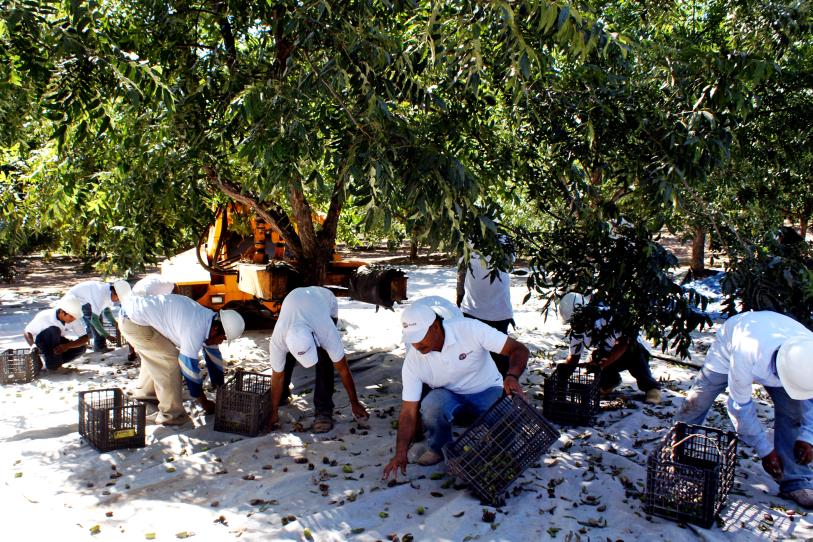 Las empresas mexicanas enfrentarán tarifas de importación variables para enviar nueces pecanas al mercado asiático.