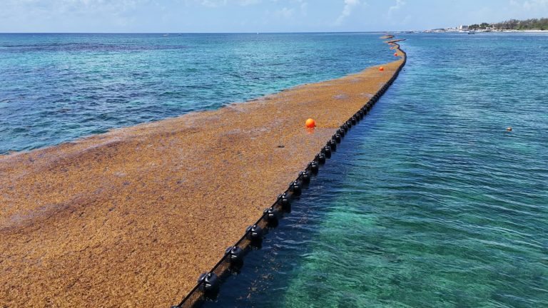 Instalación de las barreras antisargazo en la zona centro del litoral de Playa del Carmen.