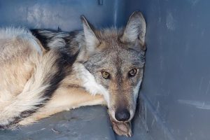 Orden de Trump impulsa la desprotección del Lobo Mexicano