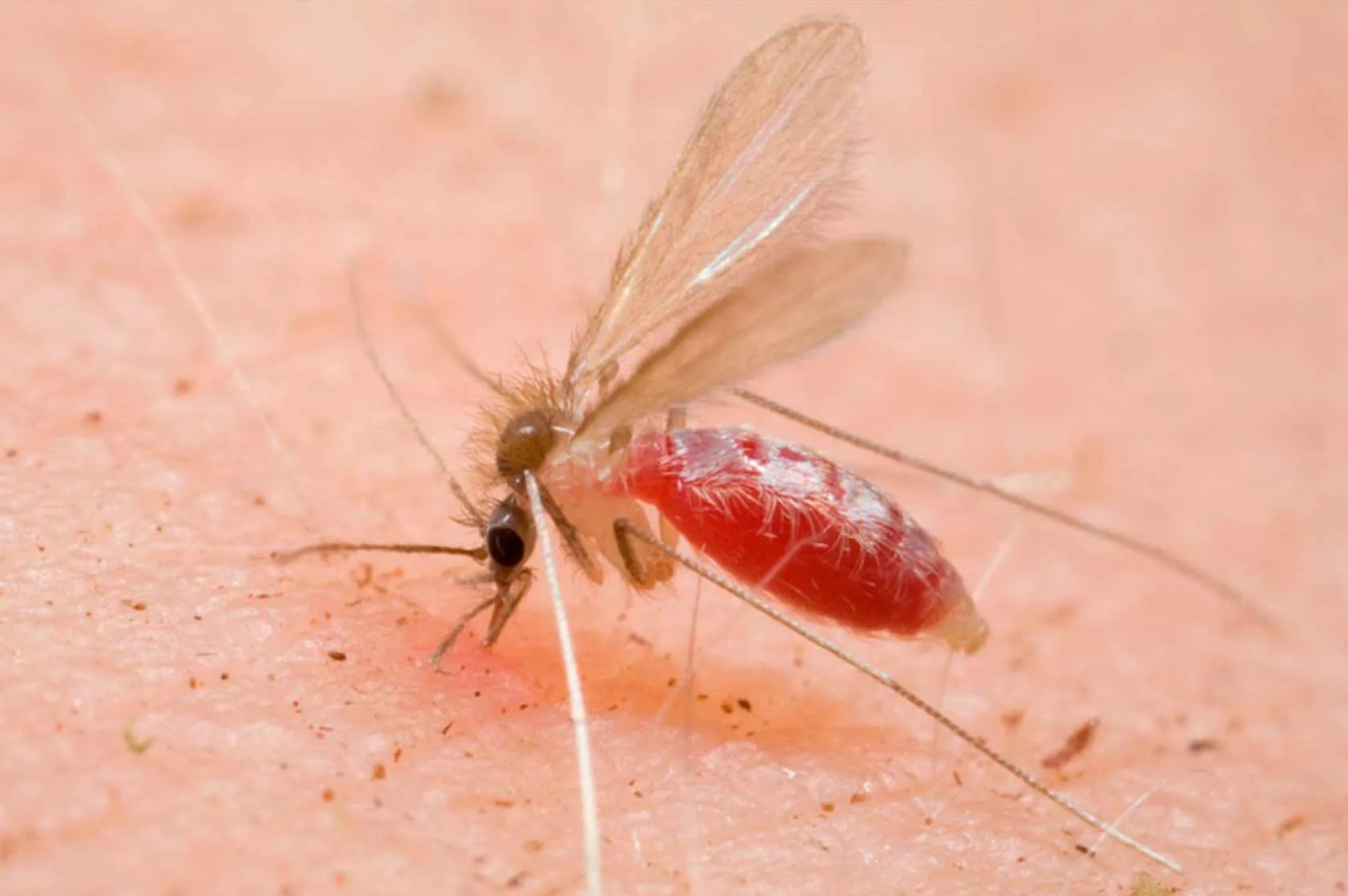 Zonas selváticas y áreas rurales de la región donde se concentra la vigilancia epidemiológica por la mosca chiclera.