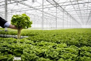 FDA concluye que lechuga procedente de México originó brote masivo de ciclosporiasis en EE. UU.
