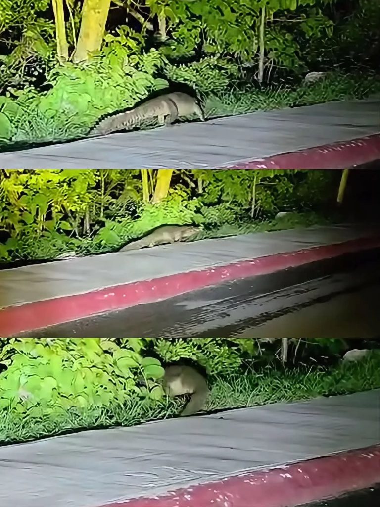 Un motociclista grabó el momento exacto en que el reptil caminaba tranquilamente cerca de la zona de vegetación.