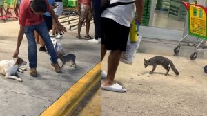 Las autoridades sanitarias activaron protocolos de vigilancia epidemiológica tras la localización de un ejemplar de zorra gris en Cancún.